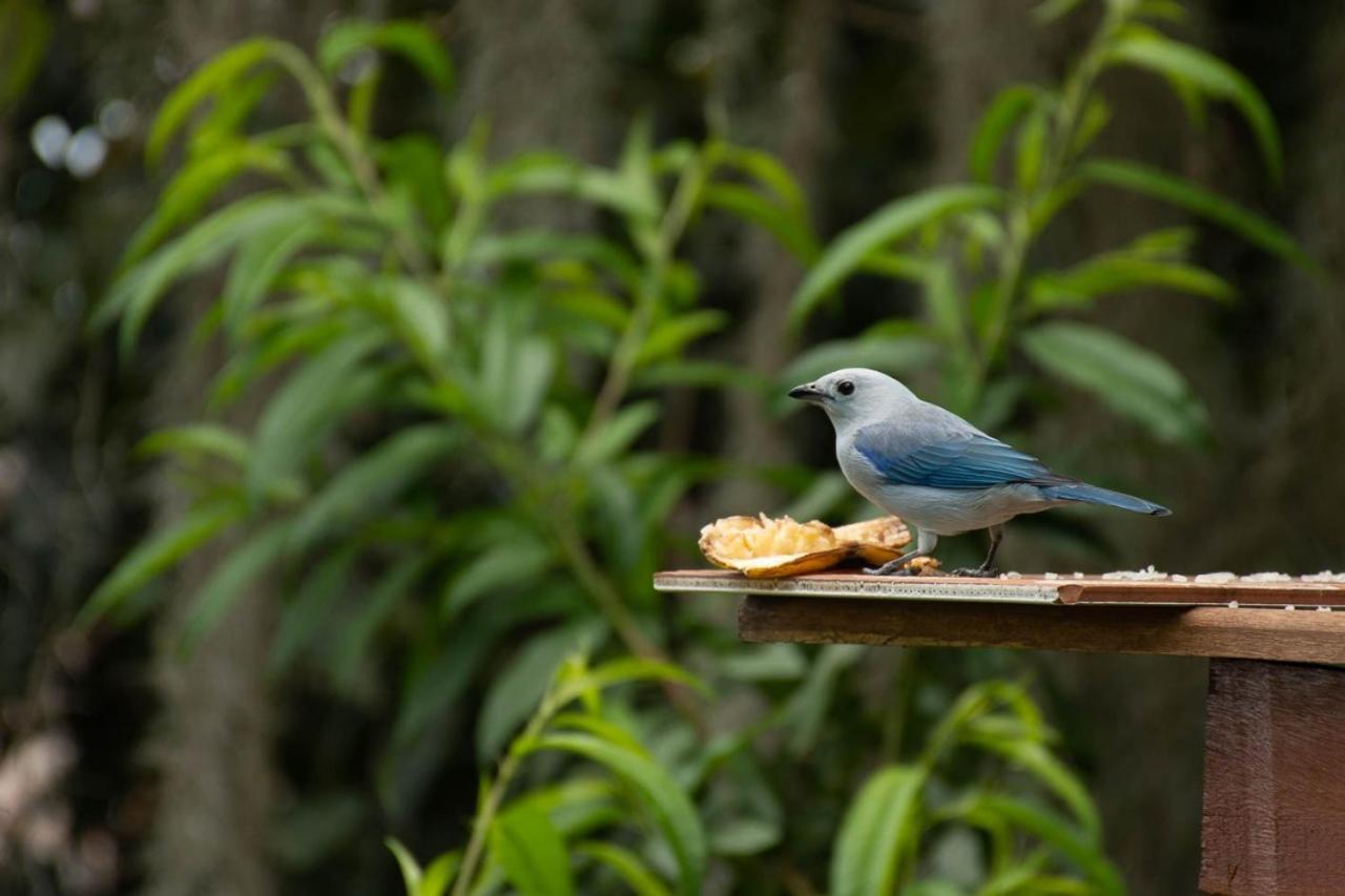 Eco Hostal Casa La Juana Bed and Breakfast Medellín Eksteriør billede